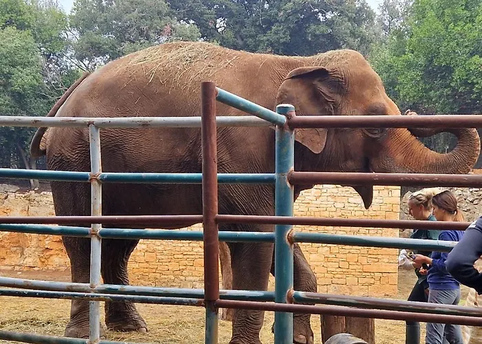 Alena - Prestige And New * Premantura